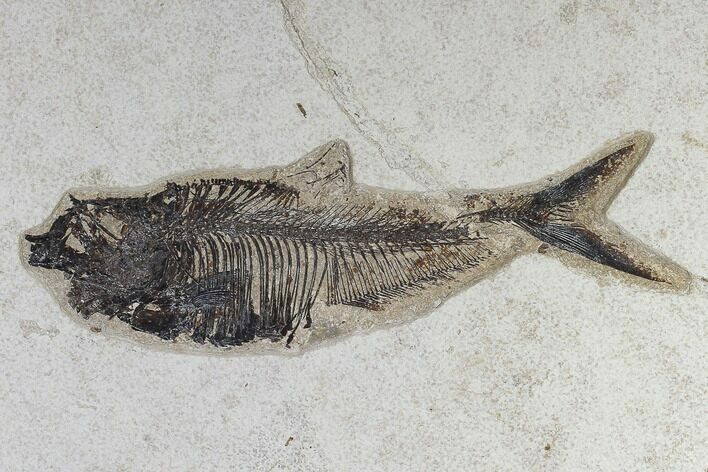 Fossil Fish (Diplomystus) - Green River Formation #119462